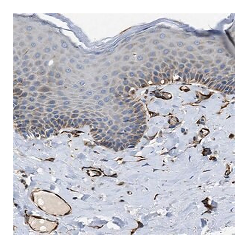 Merck Anti-ZNF831 antibody produced in rabbit