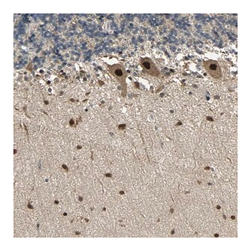 Merck Anti-PSMC4 antibody produced in rabbit