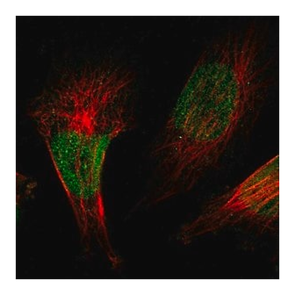 Merck Anti-ZBTB38 antibody produced in rabbit