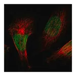 Merck Anti-ZBTB38 antibody produced in rabbit