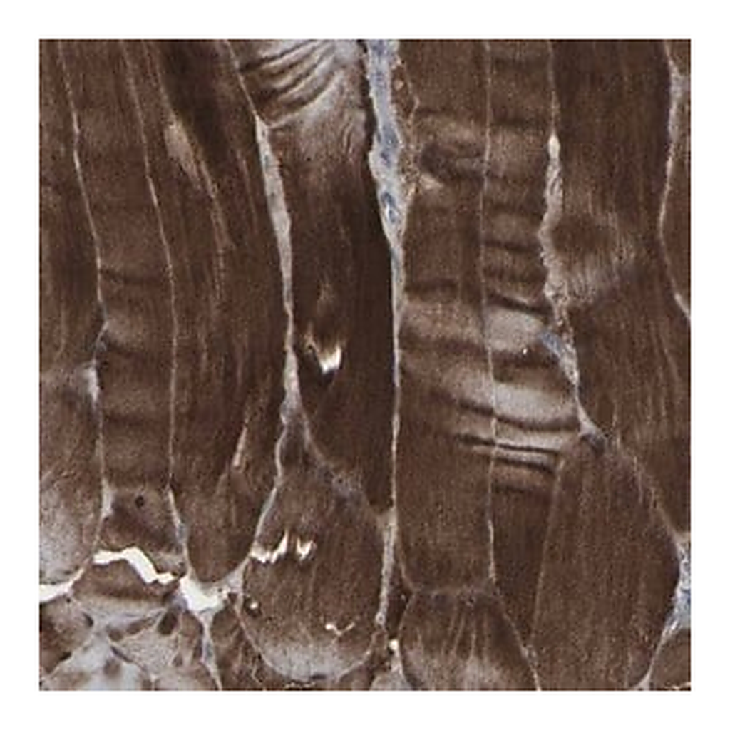 Merck Anti-APOBEC2 antibody produced in rabbit