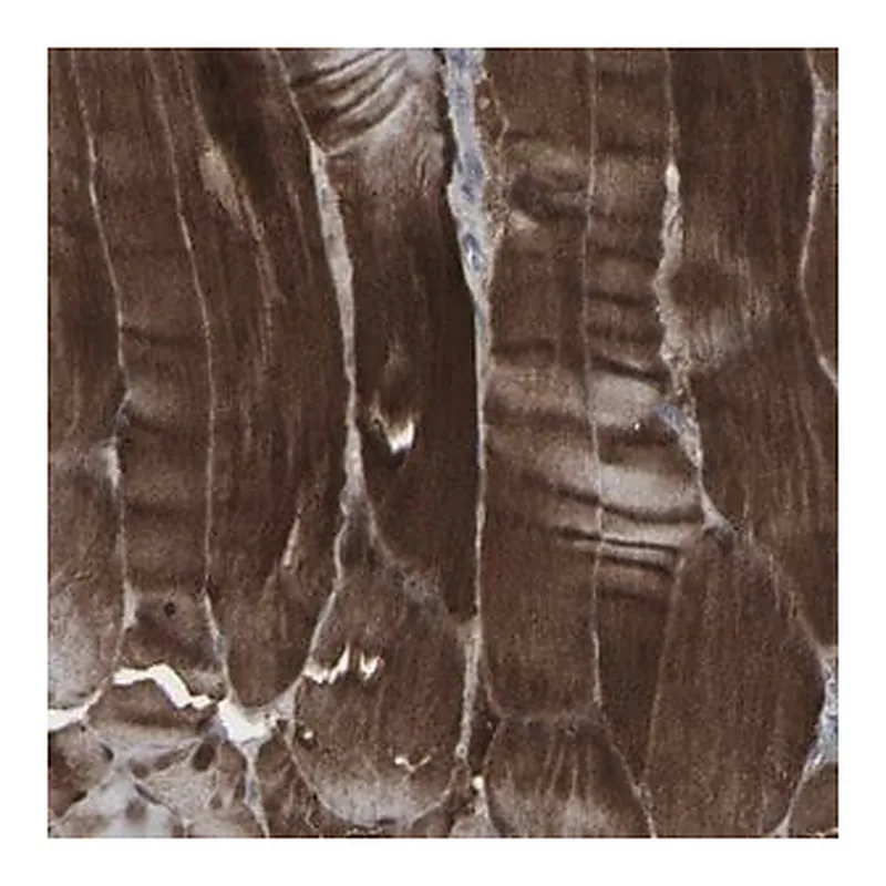 Merck Anti-APOBEC2 antibody produced in rabbit