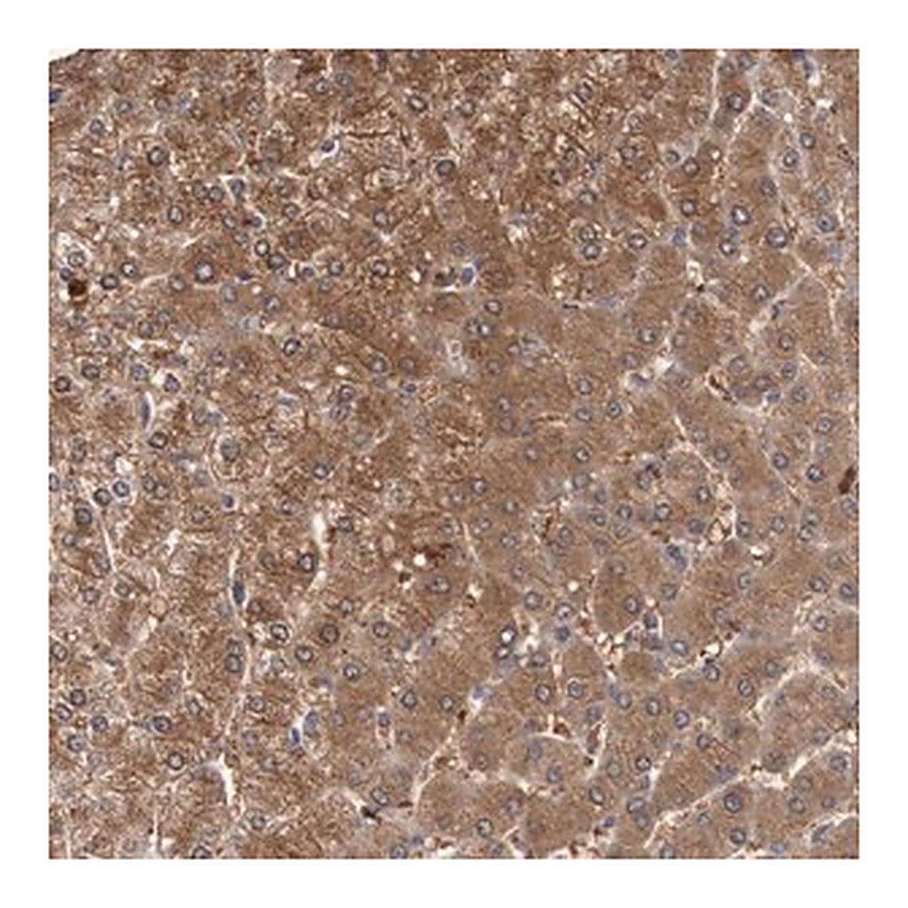 Merck Anti-FBP1 antibody produced in rabbit