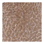 Merck Anti-FBP1 antibody produced in rabbit