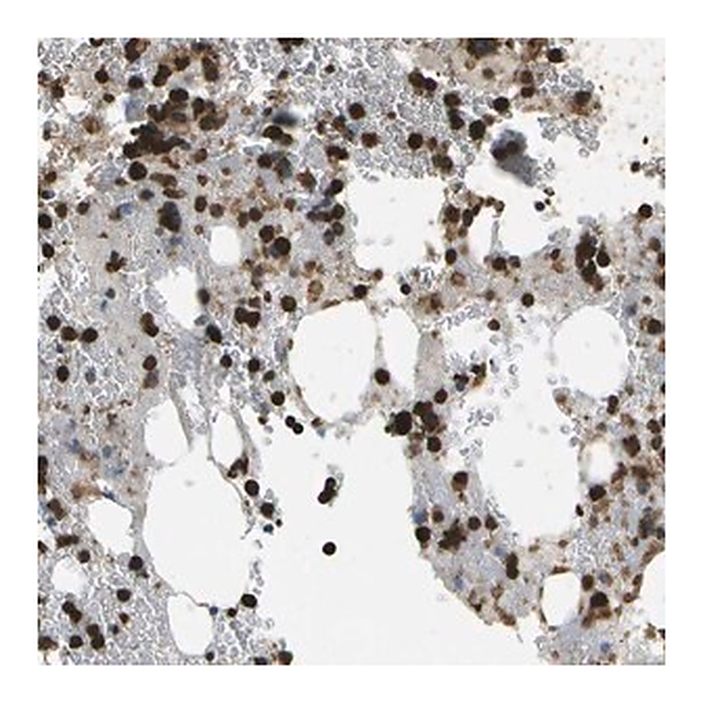 Merck Anti-CACHD1 antibody produced in rabbit