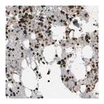 Merck Anti-CACHD1 antibody produced in rabbit
