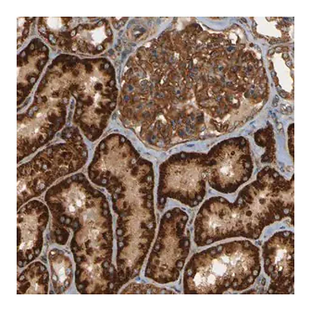 Merck Anti-DNAJC5 antibody produced in rabbit