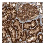 Merck Anti-DNAJC5 antibody produced in rabbit