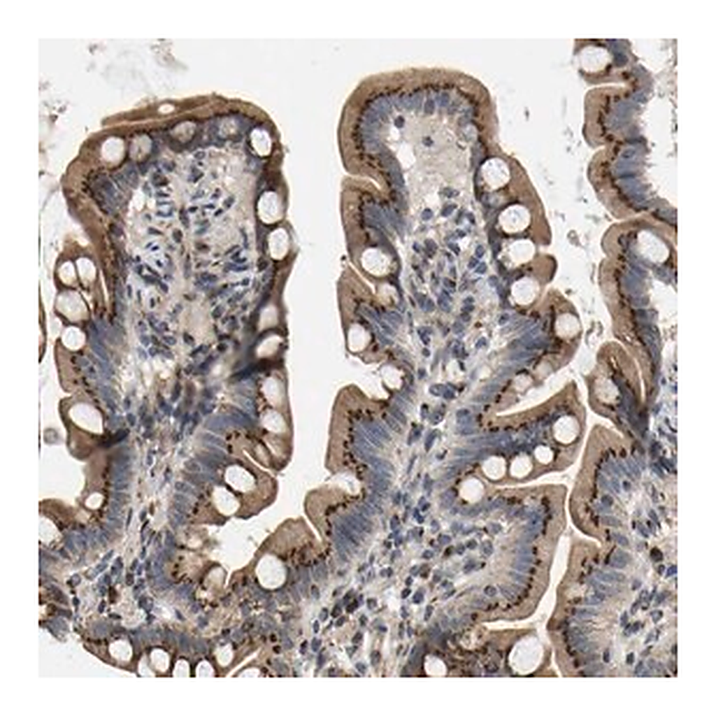 Merck Anti-YIPF4 antibody produced in rabbit