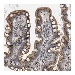 Merck Anti-YIPF4 antibody produced in rabbit