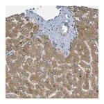 Merck Anti-CYP4F2 antibody produced in rabbit