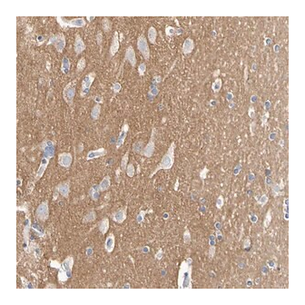 Merck Anti-CNTN2 antibody produced in rabbit