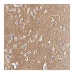 Merck Anti-CNTN2 antibody produced in rabbit