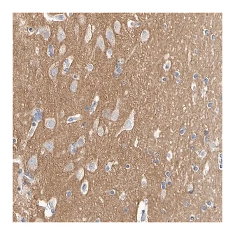 Merck Anti-CNTN2 antibody produced in rabbit