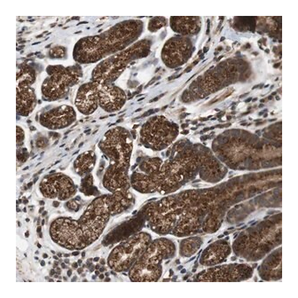 Merck Anti-EFCAB14 antibody produced in rabbit