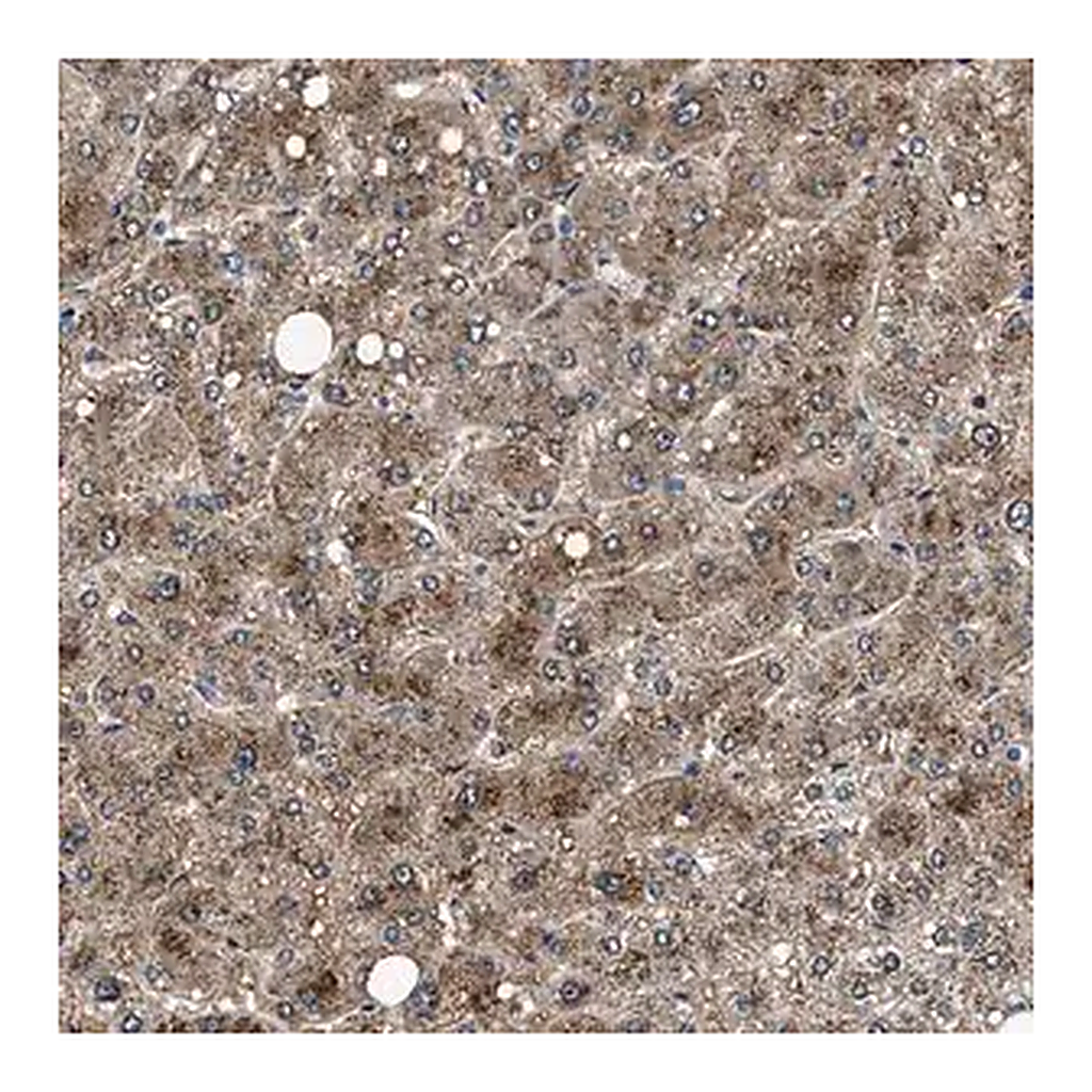 Merck Anti-NEU1 antibody produced in rabbit