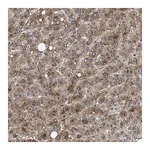 Merck Anti-NEU1 antibody produced in rabbit