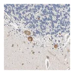 Merck Anti-RARS antibody produced in rabbit