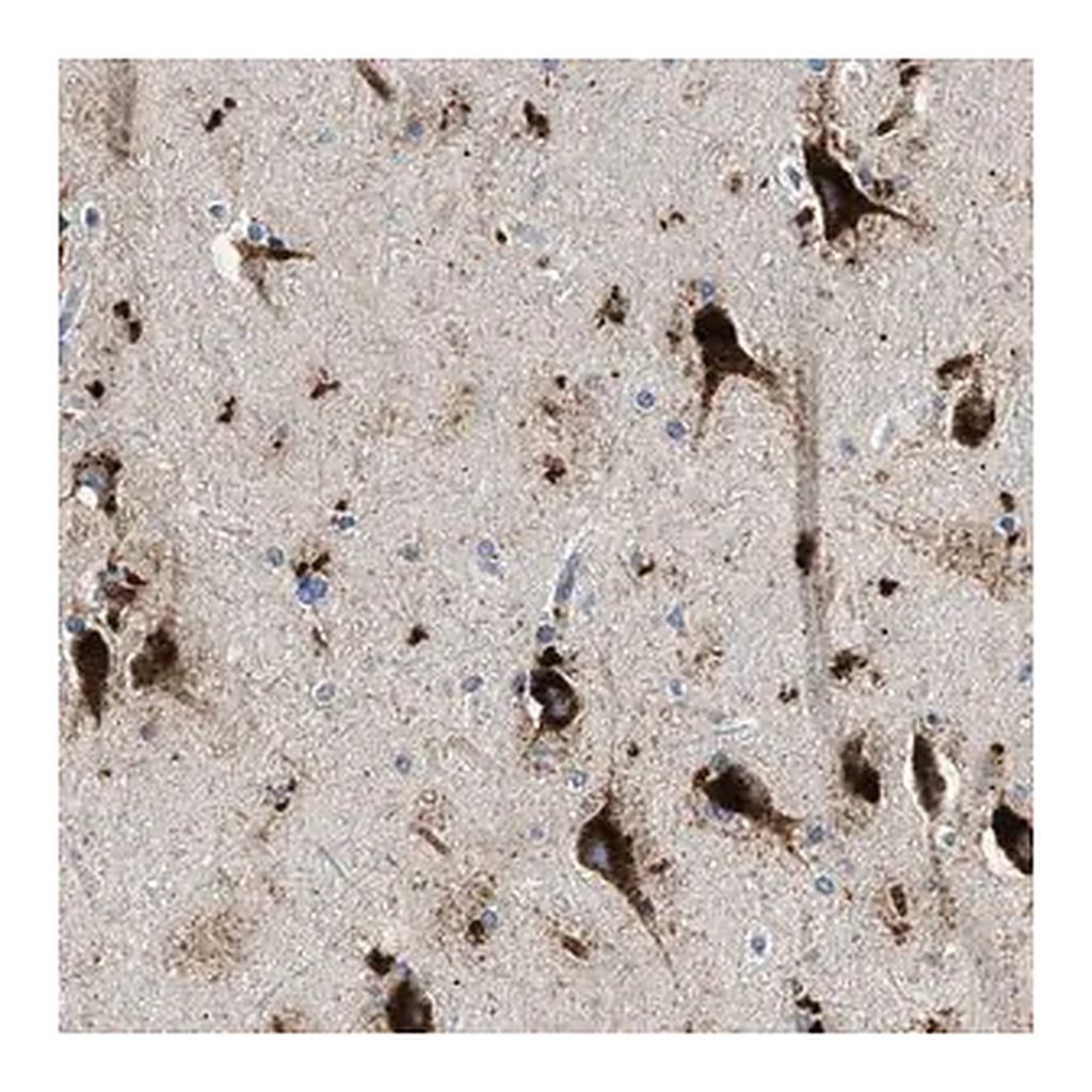 Merck Anti-TSPAN3 antibody produced in rabbit