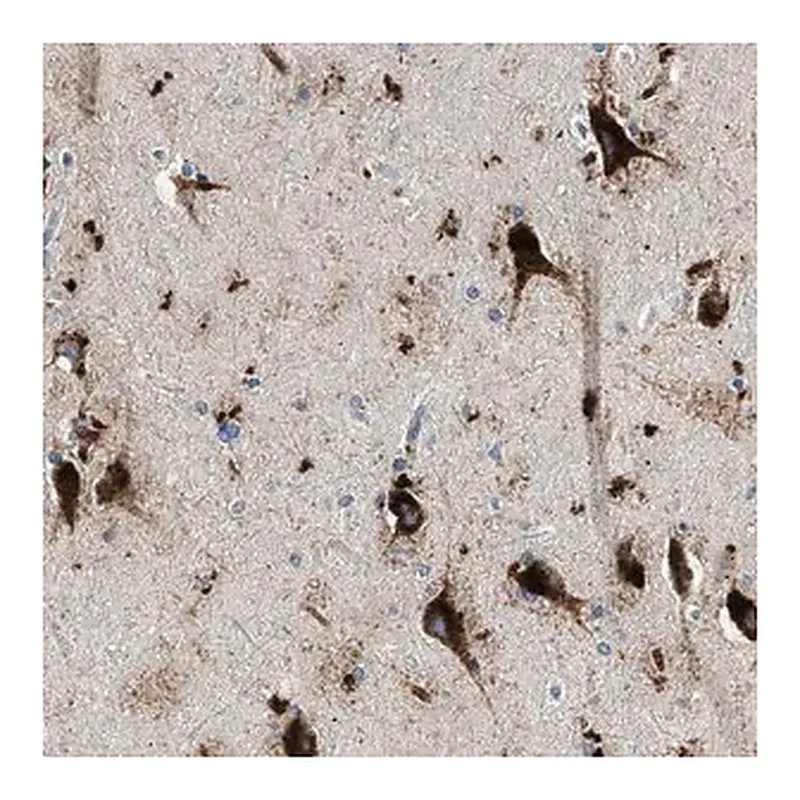 Merck Anti-TSPAN3 antibody produced in rabbit