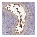 Merck Anti-EDDM3B antibody produced in rabbit