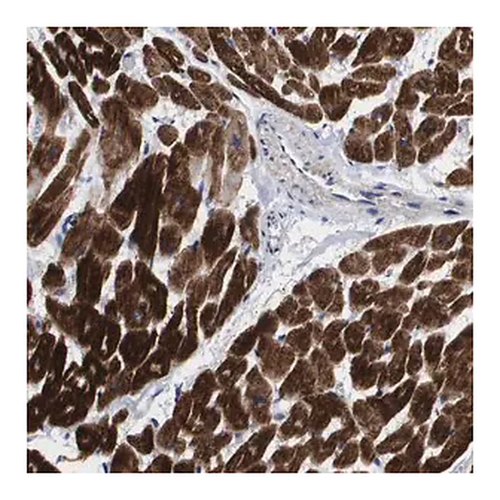 Merck Anti-SHD antibody produced in rabbit