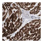 Merck Anti-SHD antibody produced in rabbit