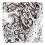 Merck Anti-URB1 antibody produced in rabbit
