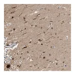 Merck Anti-ZNF599 antibody produced in rabbit