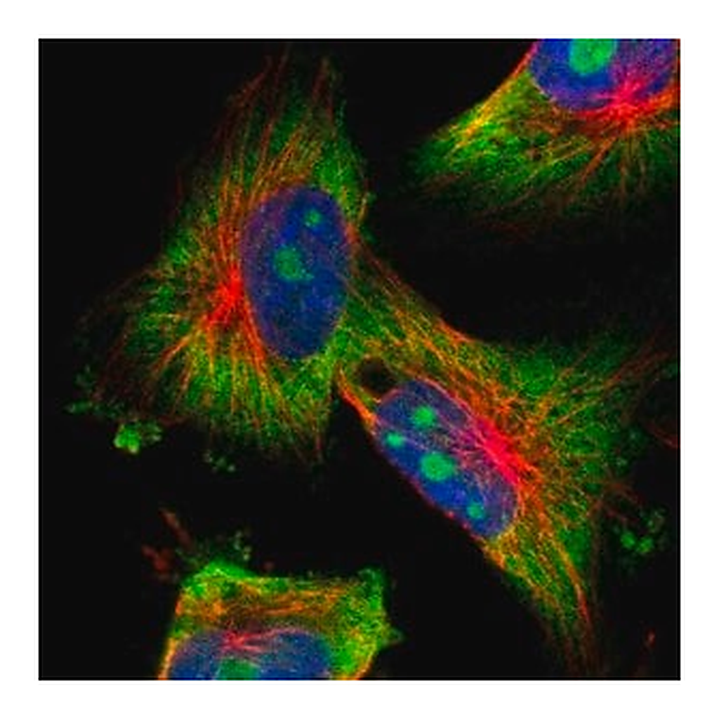 Merck Anti-KCNC4 antibody produced in rabbit