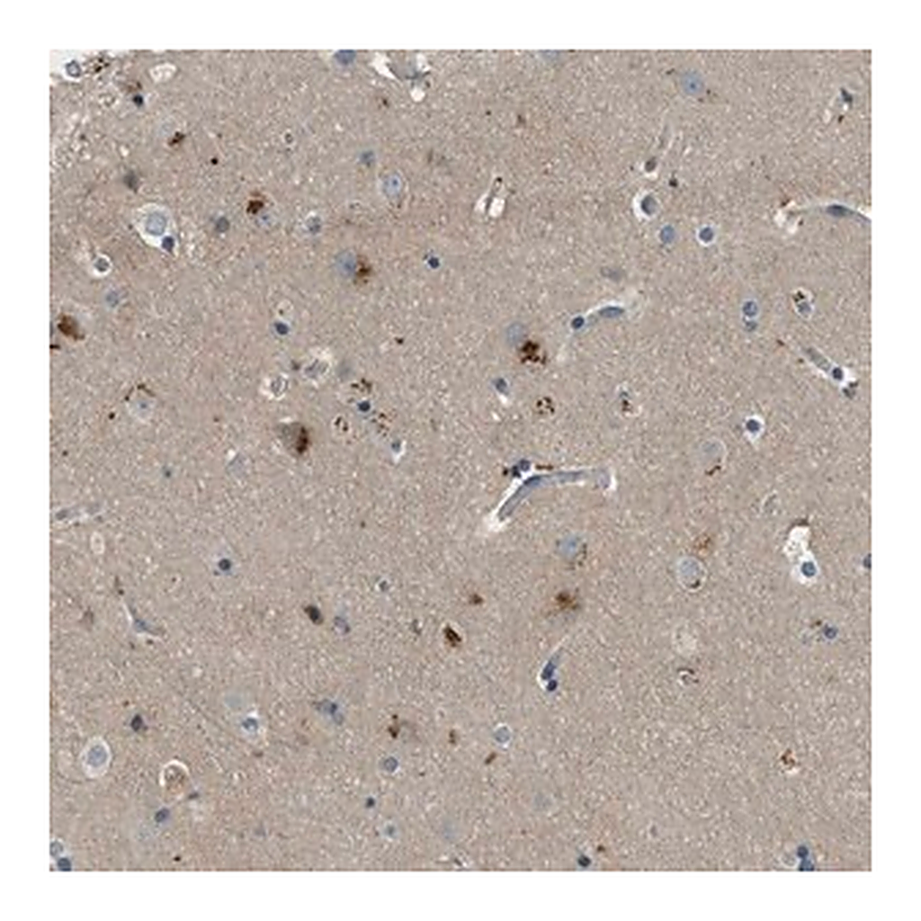 Merck Anti-MAN2A2 antibody produced in rabbit