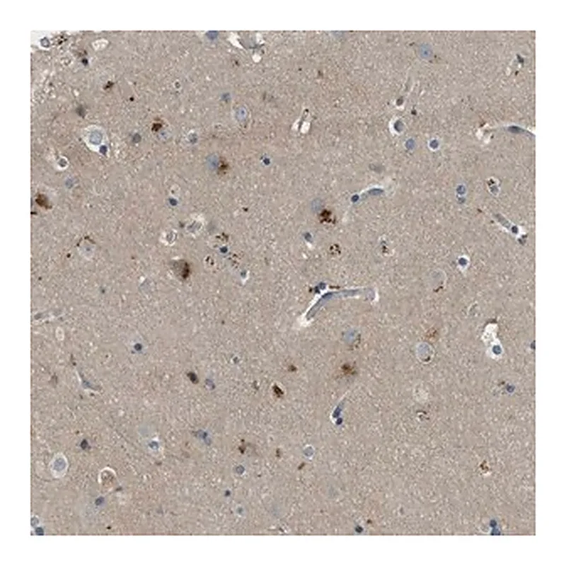 Merck Anti-MAN2A2 antibody produced in rabbit
