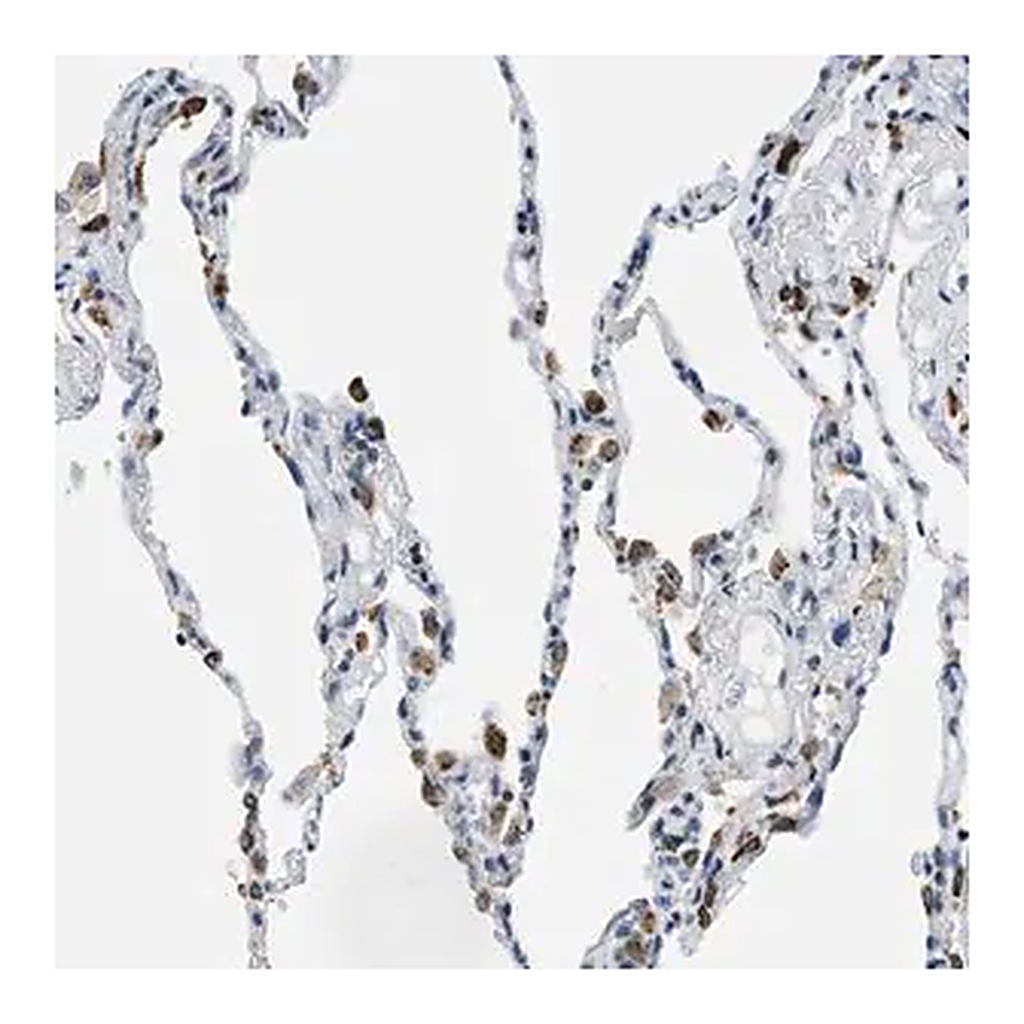 Merck Anti-UVRAG antibody produced in rabbit