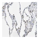 Merck Anti-UVRAG antibody produced in rabbit