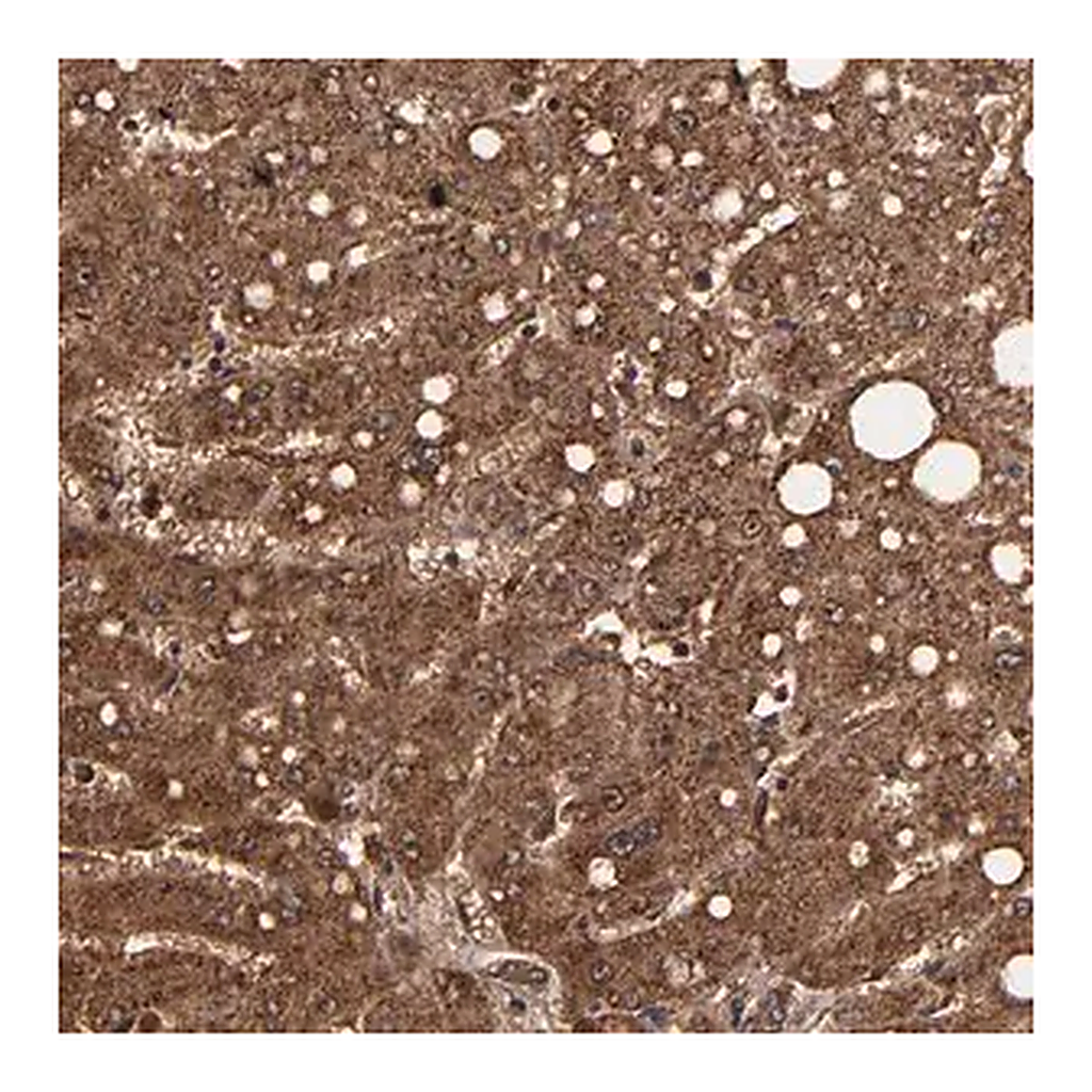 Merck Anti-TROVE2 antibody produced in rabbit