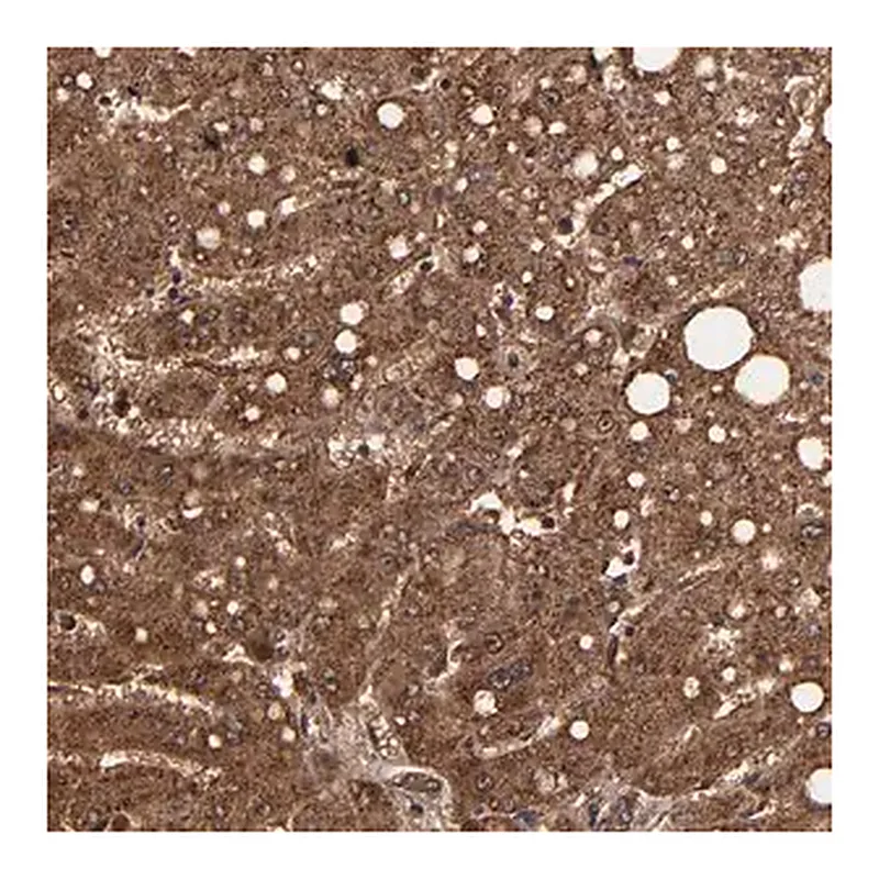 Merck Anti-TROVE2 antibody produced in rabbit