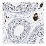Merck Anti-VMA21 antibody produced in rabbit