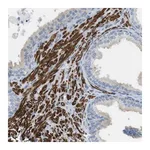 Merck Anti-YIF1A antibody produced in rabbit