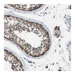 Merck Anti-ACP1 antibody produced in rabbit