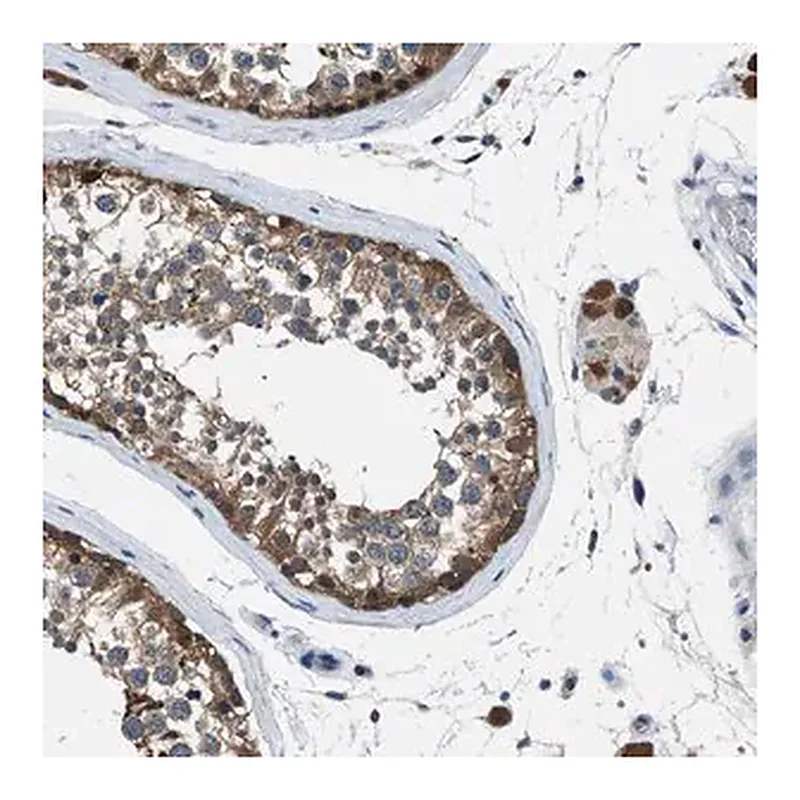 Merck Anti-ACP1 antibody produced in rabbit