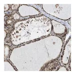 Merck Anti-MRPS30 antibody produced in rabbit
