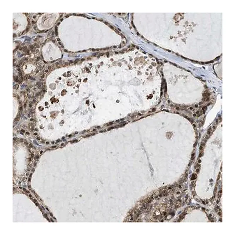 Merck Anti-MRPS30 antibody produced in rabbit