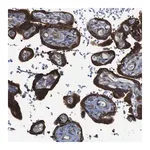 Merck Anti-PCOLCE2 antibody produced in rabbit