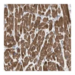 Merck Anti-TRAK2 antibody produced in rabbit