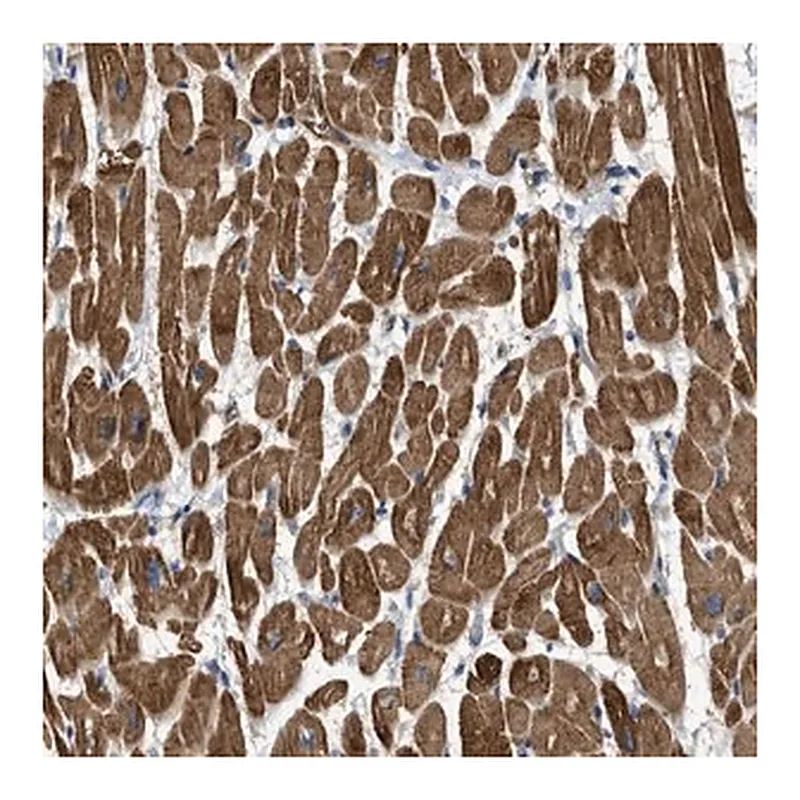 Merck Anti-TRAK2 antibody produced in rabbit