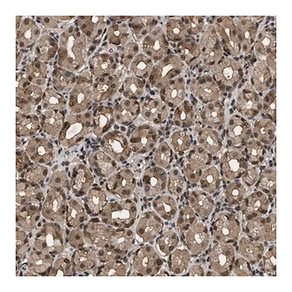 Merck Anti-RBM5 antibody produced in rabbit
