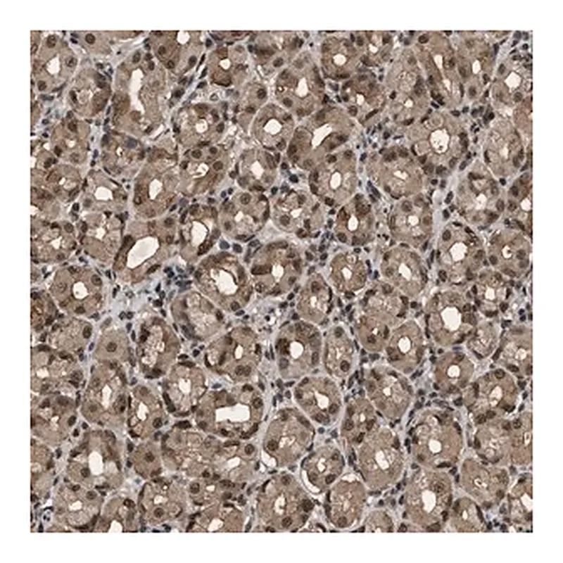 Merck Anti-RBM5 antibody produced in rabbit
