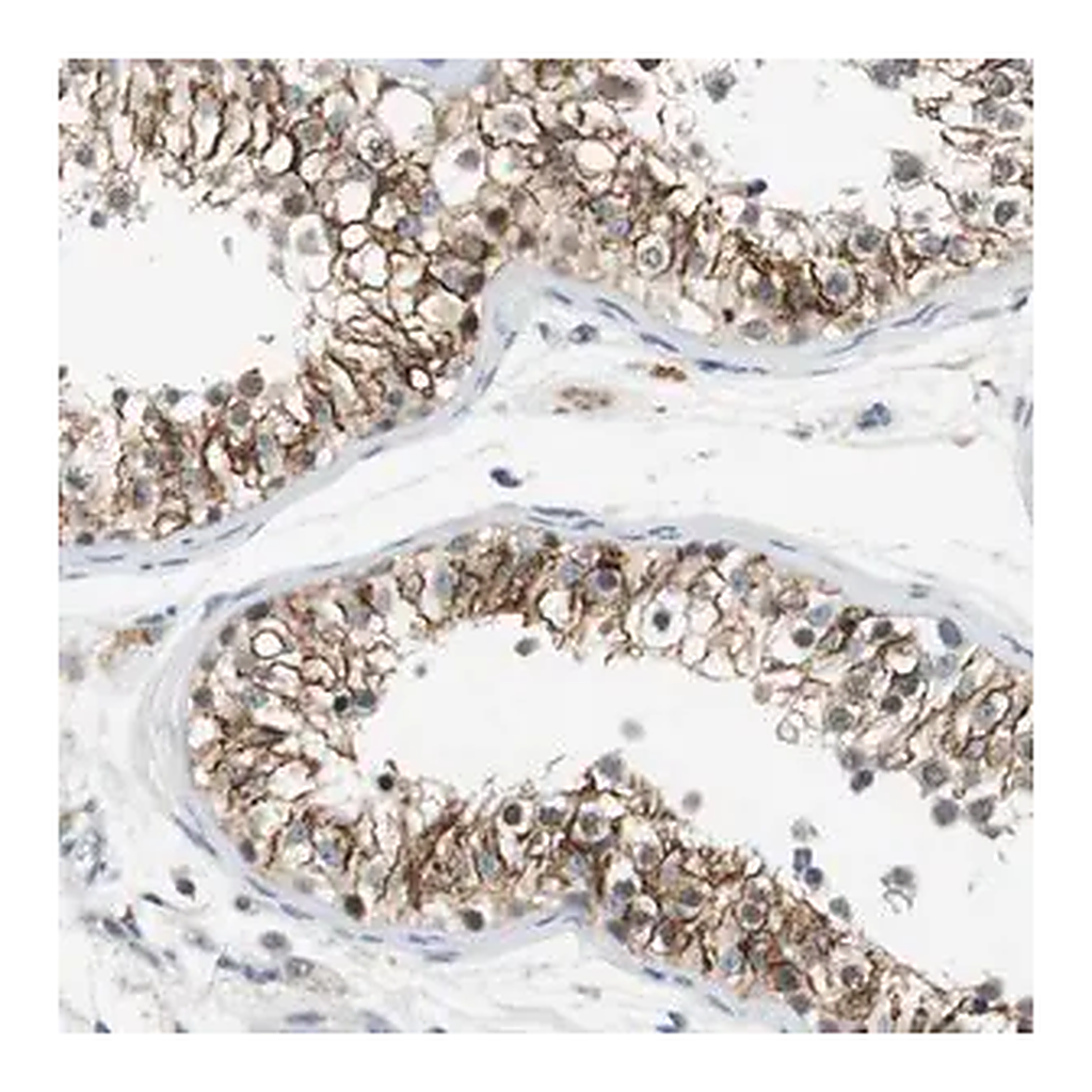 Merck Anti-WNT7A antibody produced in rabbit