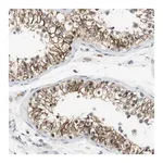 Merck Anti-WNT7A antibody produced in rabbit