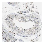 Merck Anti-ENTPD4 antibody produced in rabbit